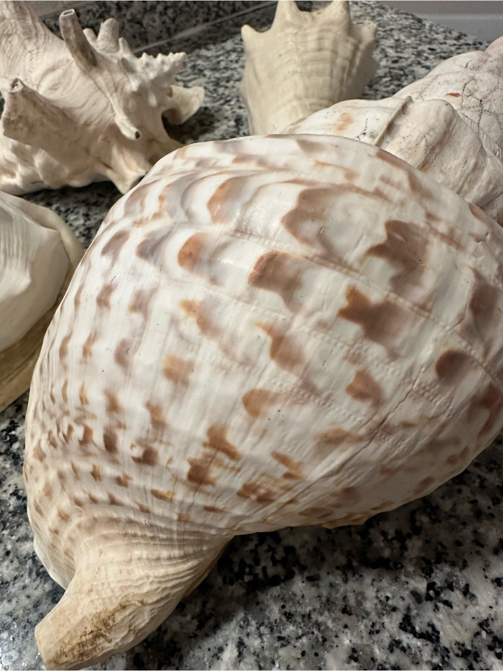 Large Vintage Coastal Seashell Collection Set of 4 | Beach Cottage Decor - Picture 2 of 6